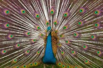 PEACOCK-COLORFUL